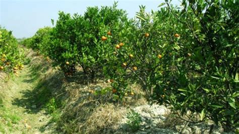 橘子樹種植 不出牌算法